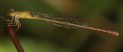 Ceriagrion