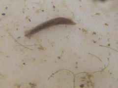 Continenticola