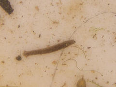 Continenticola