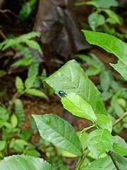 Curculionoidea