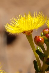 Verticordia chrysantha