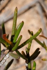 Verticordia chrysantha