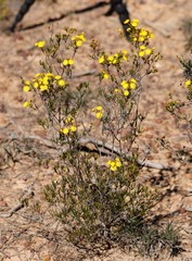 Verticordia chrysantha