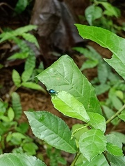 Curculionoidea
