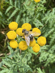 Eristalis tenax