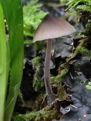 Mycenella bryophila