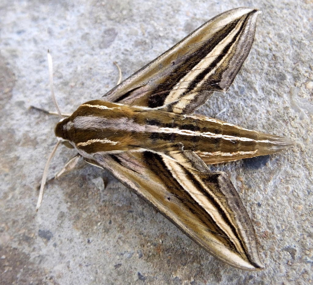 Creamstripe Hawkmoth