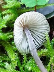 Mycenella bryophila