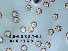 Mycenella bryophila