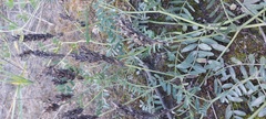 Astragalus laxmannii
