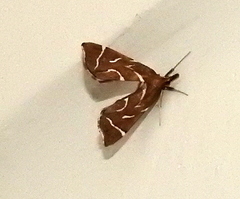 Panotima angularis