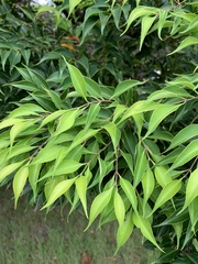 Syzygium acuminatissimum