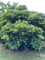 Syzygium acuminatissimum