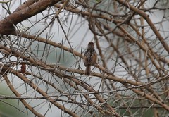 Cisticola carruthersi