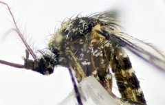 Aedes berlandi