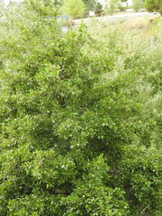 Alnus lusitanica