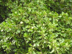 Alnus lusitanica