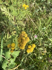 Tanacetum vulgare