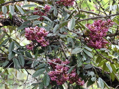 Andira