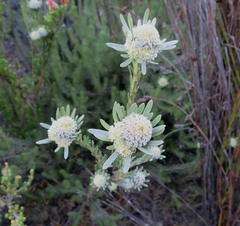 Leucadendron singulare