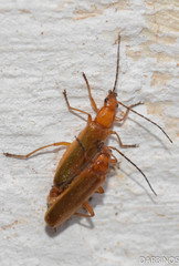 Rhagonycha nigritarsis