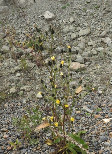 Image of Picris davurica by (c) Анна Васильченко, some rights reserved (CC BY)