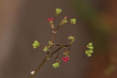 Boerhavia diffusa diffusa