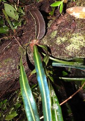 Elaphoglossum herminieri