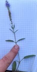 Veronica spicata