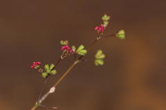 Boerhavia diffusa diffusa
