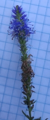 Veronica spicata