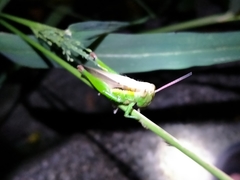 Oxya japonica