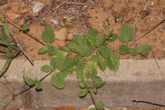 Boerhavia diffusa diffusa