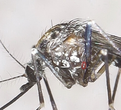 Aedes berlandi