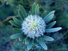 Leucadendron singulare