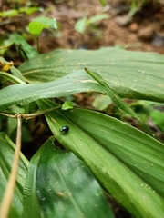 Pterygota