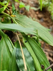 Pterygota