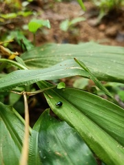 Pterygota