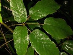 Rubus nebulosus