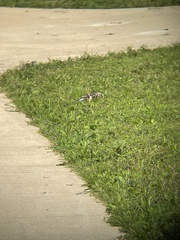 Mimus polyglottos polyglottos
