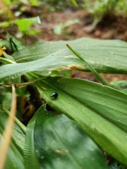 Pterygota