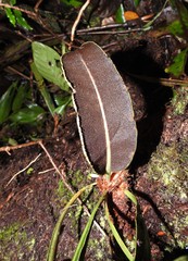 Elaphoglossum herminieri