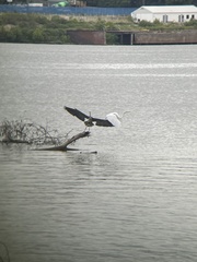 Ardea herodias herodias