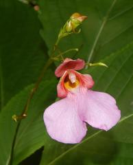 Impatiens flanaganiae