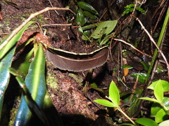 Elaphoglossum herminieri
