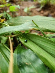 Pterygota