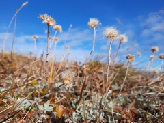 Antennaria alpina