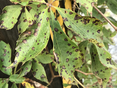 Phyllosticta parthenocissi