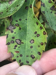 Phyllosticta parthenocissi