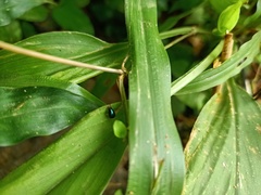 Pterygota